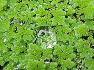 Azolla caroliniana verde