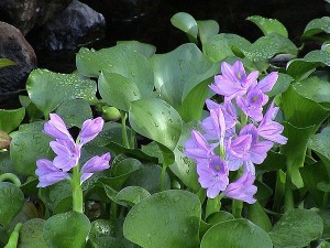 Eichhornia crassipes. "Jacinto de agua"