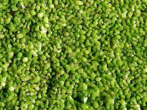 Lemna minor
