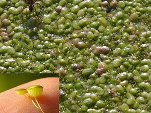 Lemna gibba