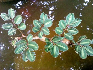 Neptunia oleracea