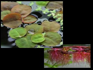 Phyllanthus fluitans "red"
