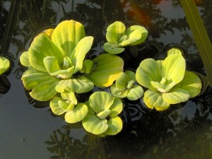 Lechuga de agua