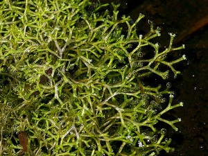 Riccia fluitans