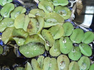 Salvinia auriculata