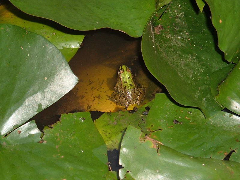 Rana ridibunda complex. Estanque anexo