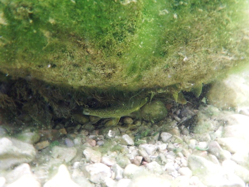 Luciobarbus graellsii. Barbo de Graells, Matarraña